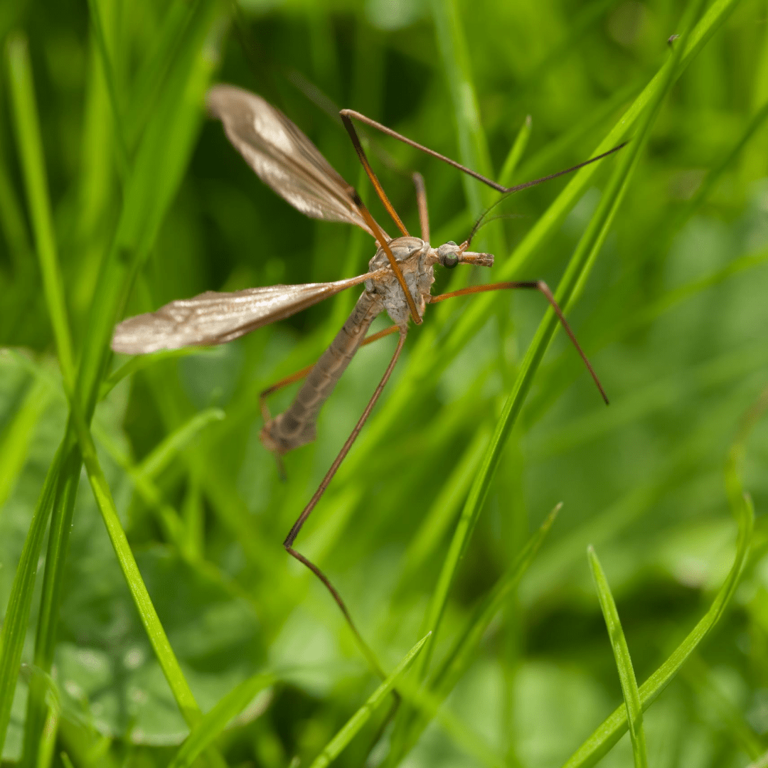 breda offers pest management services in atlanta