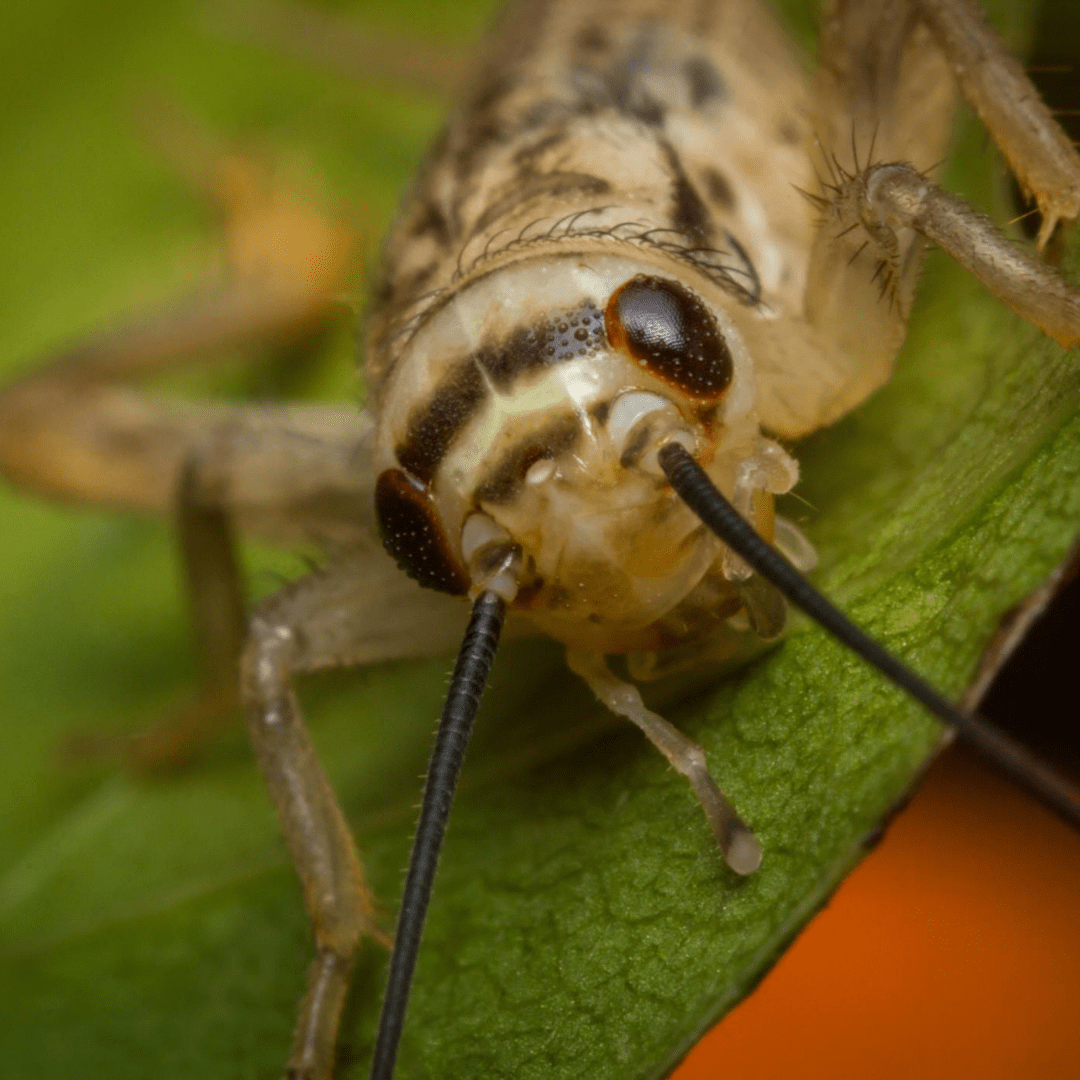 breda offers pest extermination in atlanta