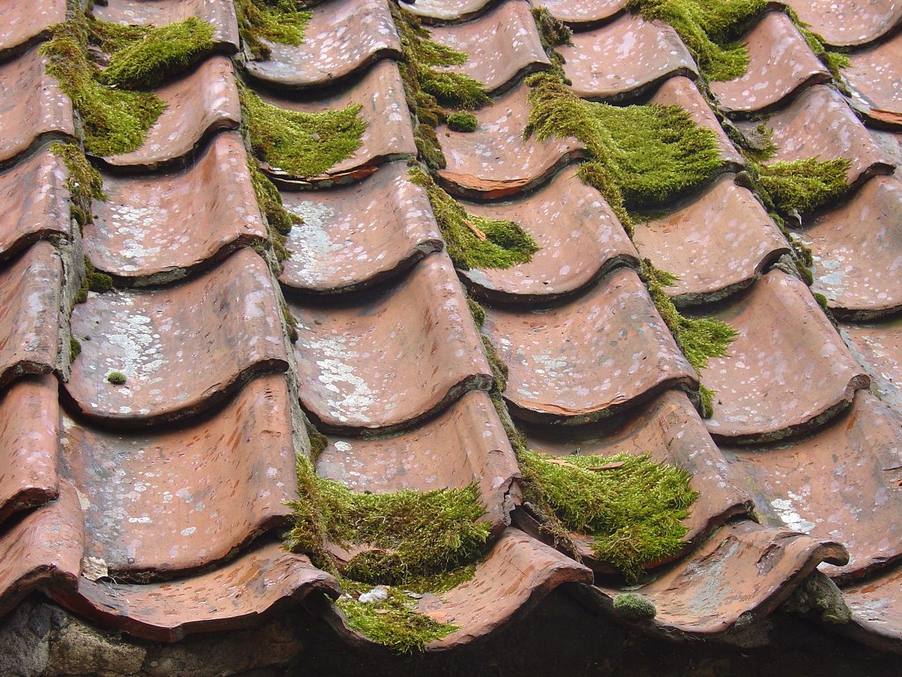 Roof Tiles with Moss