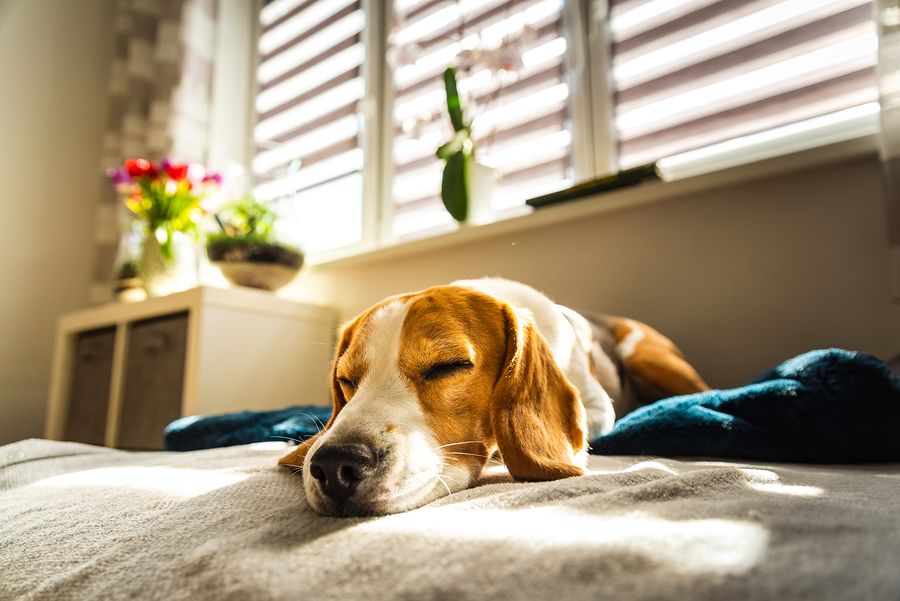 Pets and HVAC: How To Keep Your System Clean 