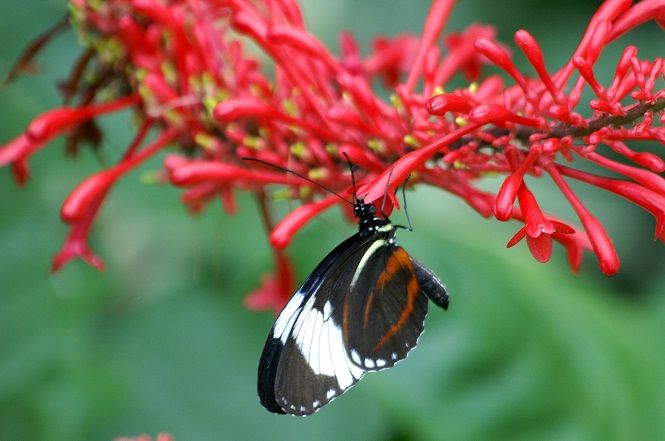 Butterfly Garden