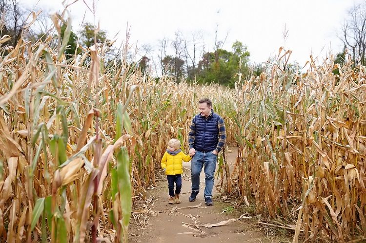 Father and Son Walking through Corn Maze