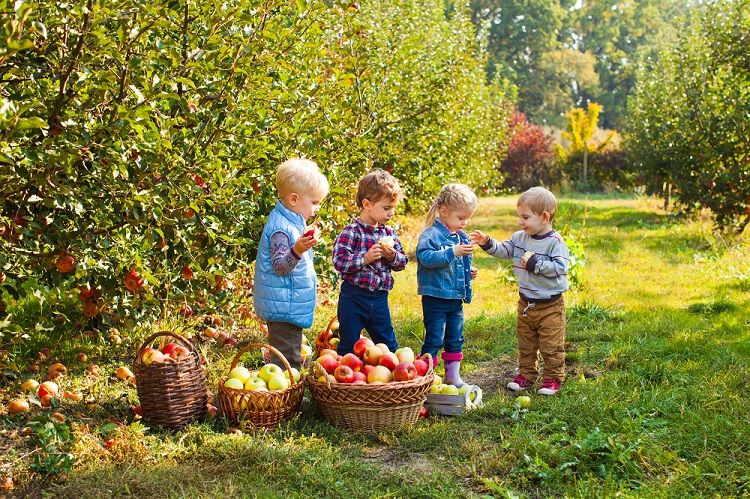 Toddlers Picking Apples at Orchard