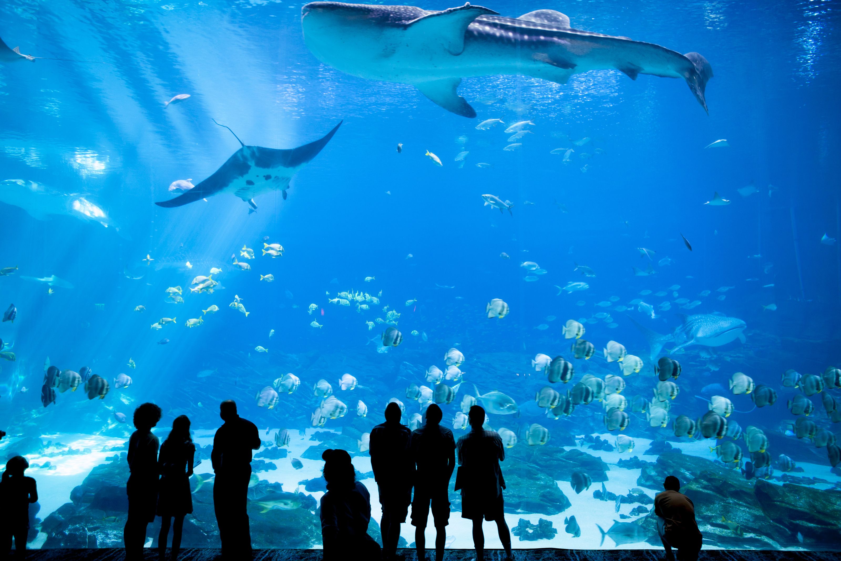 Georgia Aquarium in Atlanta