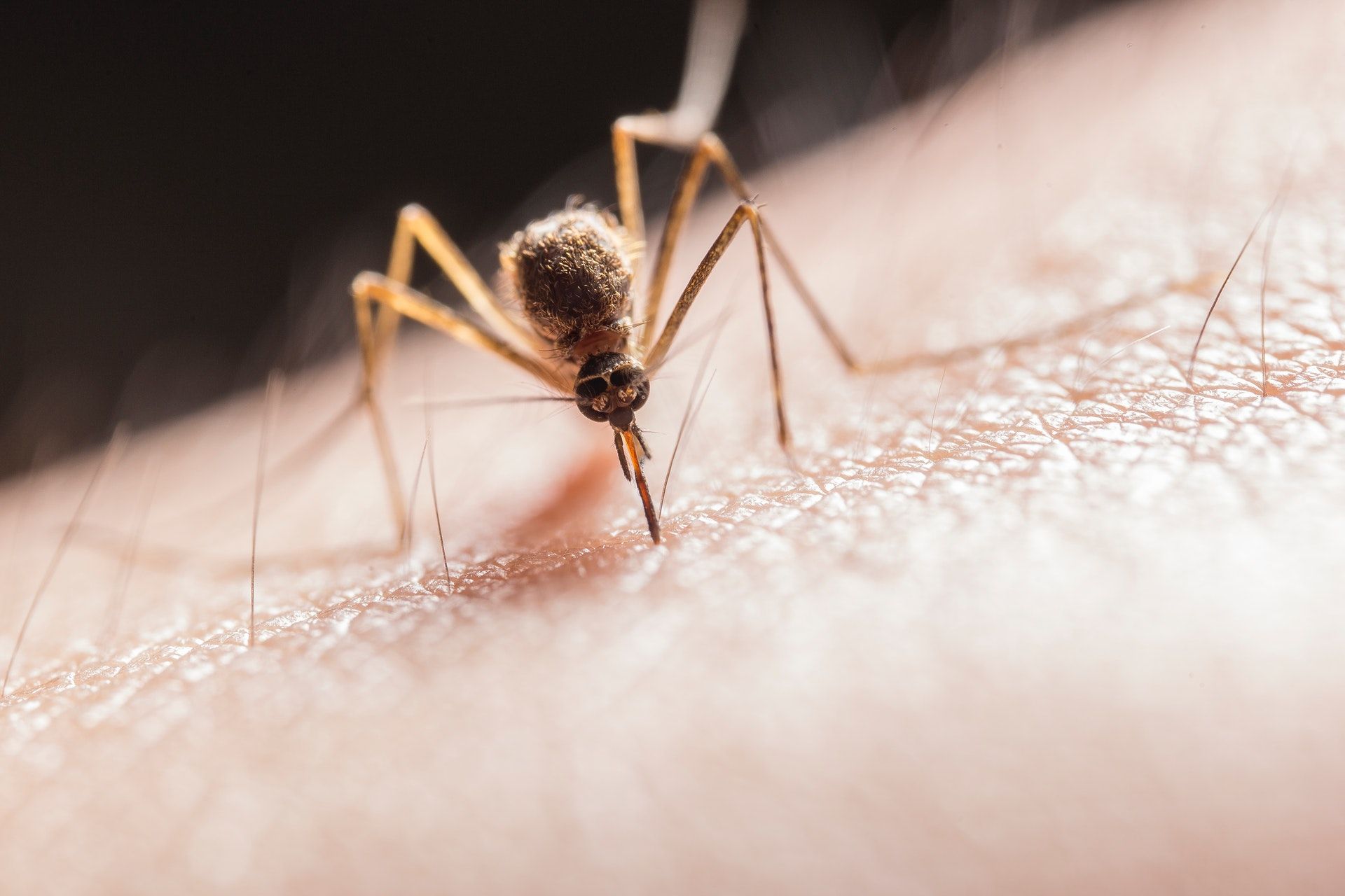 mosquito treatment services in atlanta