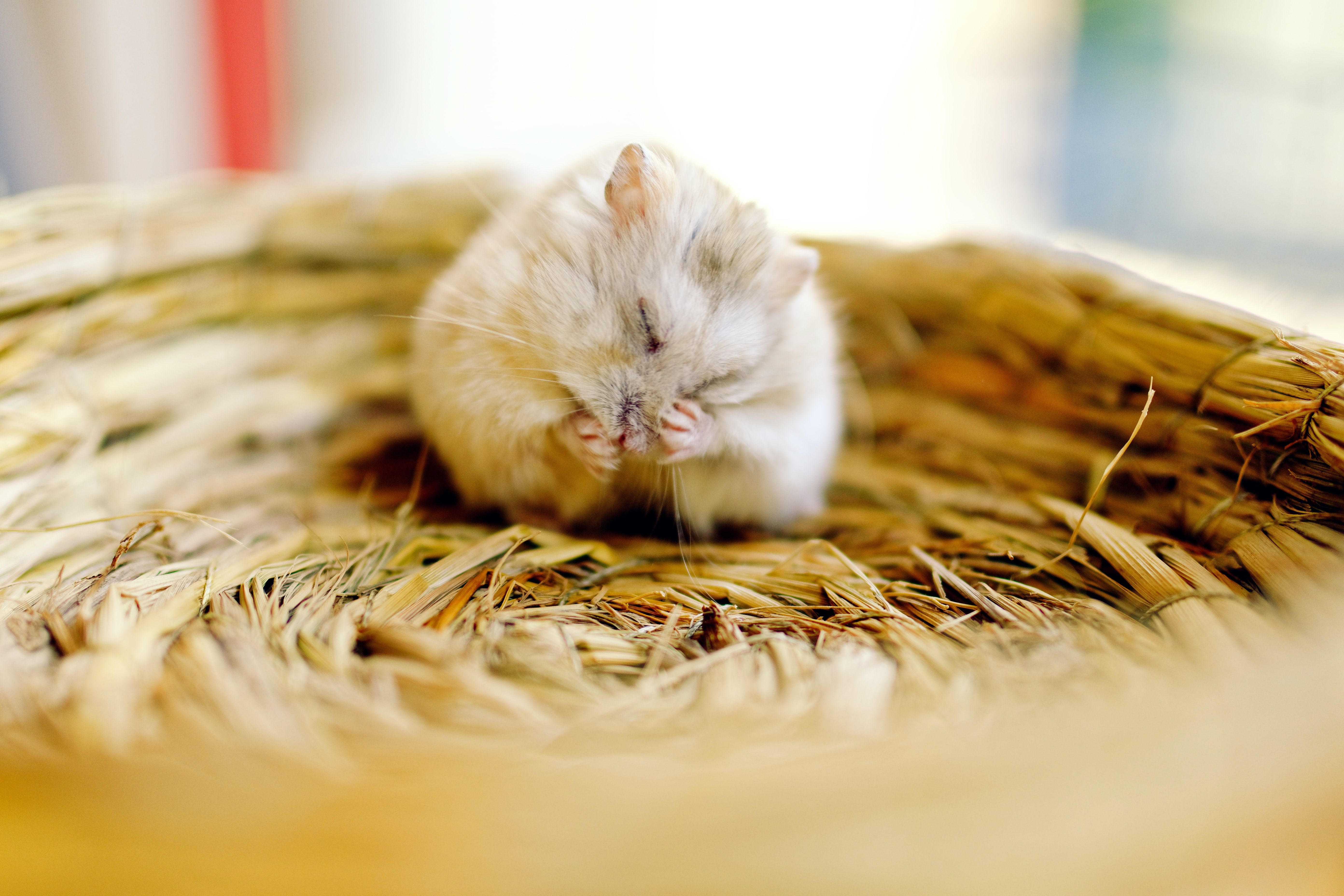 rodent removal services in atlanta