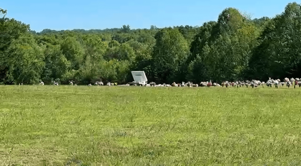 a flock of birds in a field