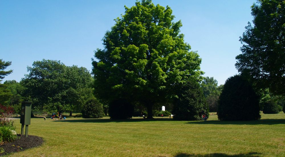 a large green lawn with trees
