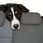 Protecting Your Car's Interior from Pet Wear and Tear