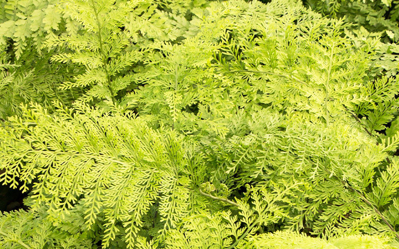 Trees & Shrubs for a Tropical Look | Armstrong Garden Centers