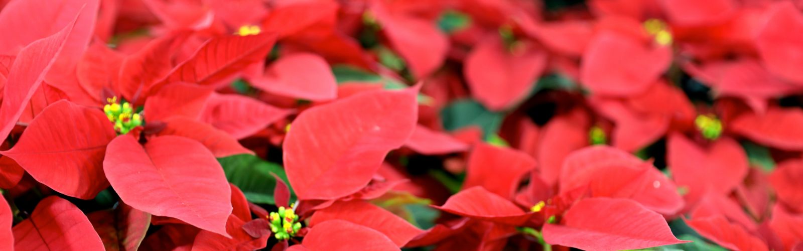 red poinsettia flowers with yellow centers with green leaves