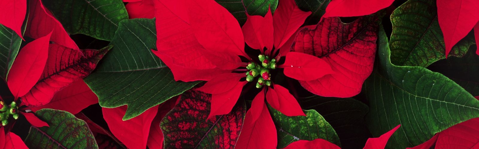 close up of red poinsettias