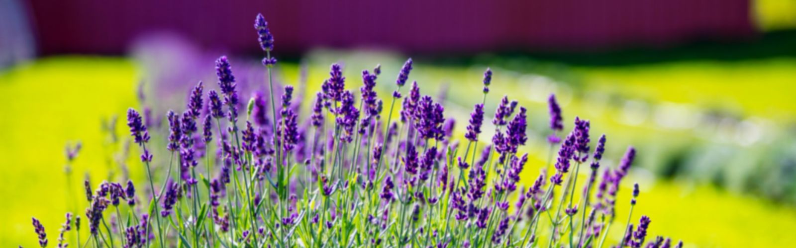 lavender growing