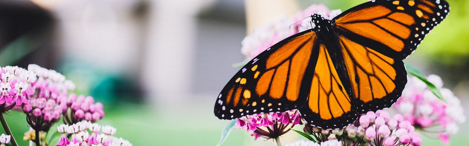 Monarch butterfly on native milkweed