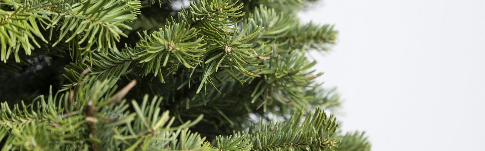 real noble fir christmas tree