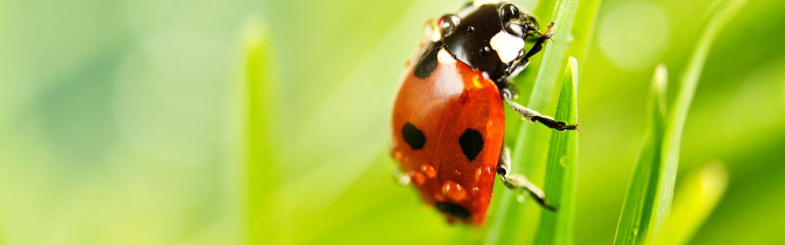 ladybug on a plant