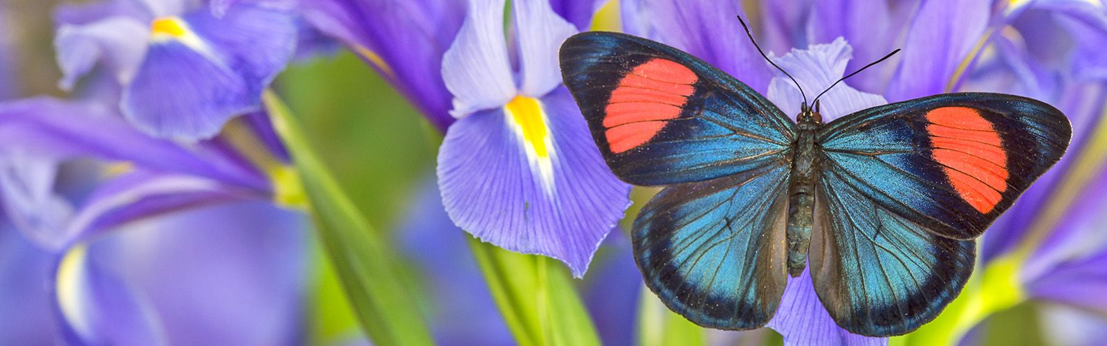 a colorful butterfly on a flower