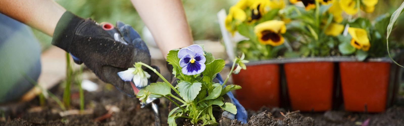 hands planting a viola flower in soil