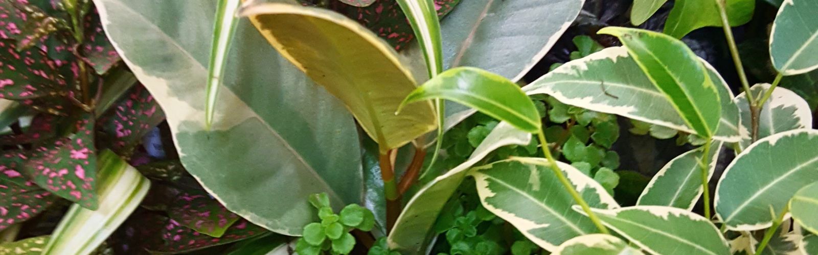 closeup of miniature green plants