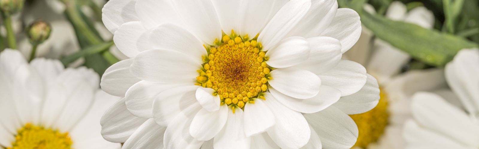 a close up of a Argyranthemum white flower