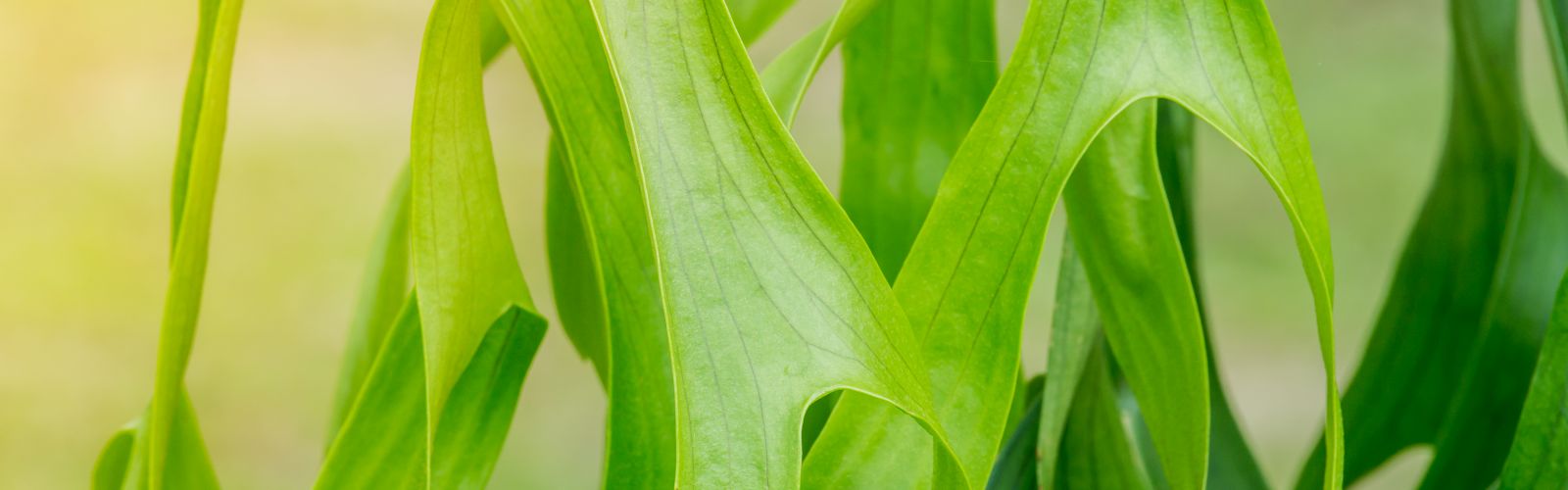 Mounted Staghorn Fern DIY | Pike Nurseries