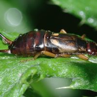 Pest Image