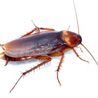 Smoky Brown Cockroach