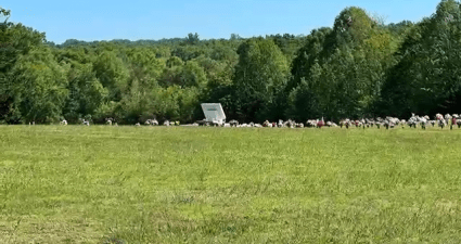 a flock of birds in a field