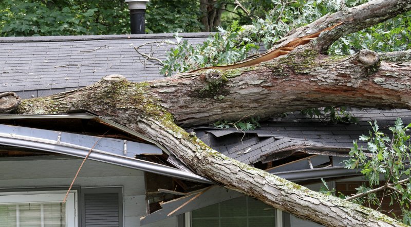 What to do when a tree falls on your roof image
