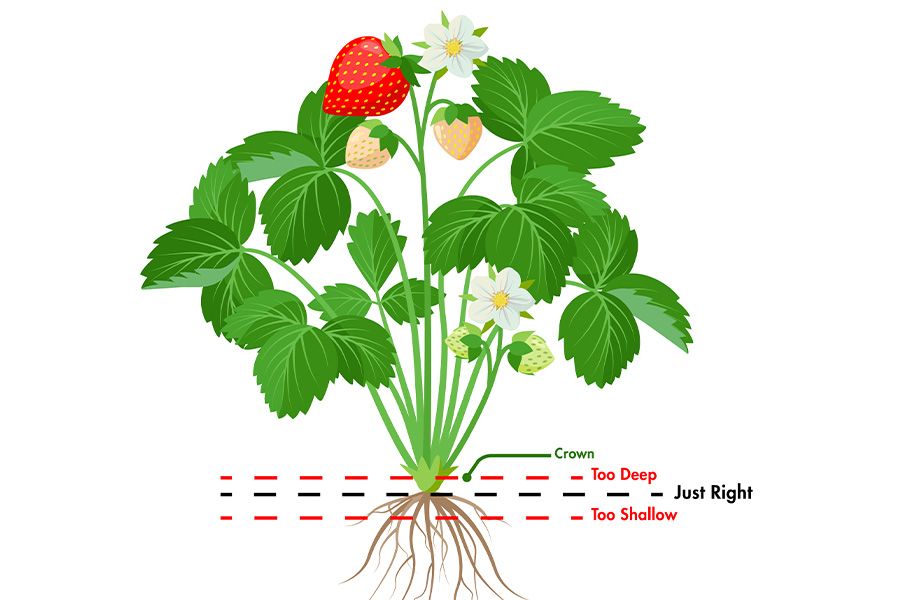 Growing Strawberries | Armstrong Garden Centers