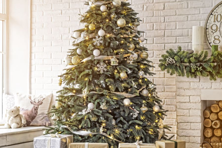 How to Pick a Christmas Tree | Armstrong Garden Centers