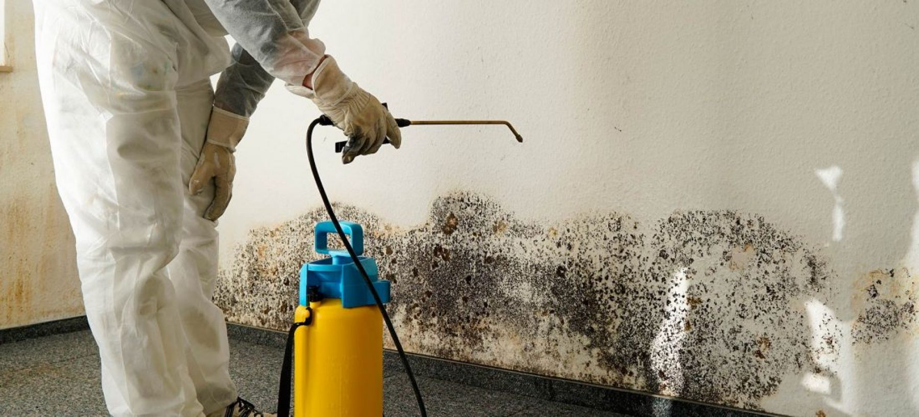 Mold Removal | Mildew Mitigation services | Parker Young
