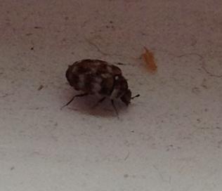 Carpet Beetle Adult  Breda Pest Management
