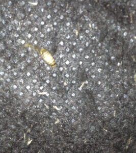 Carpet Beetle Larvae | Breda Pest Management