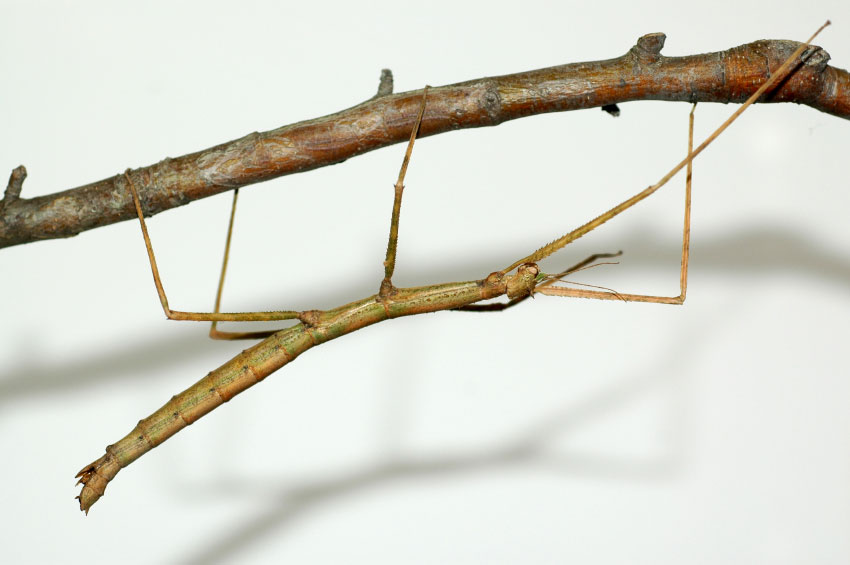 Walking Stick Bug | Breda Pest Management