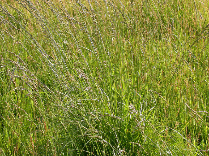 Fescue Grass: Benefits and Considerations | Kingfish Pest Control