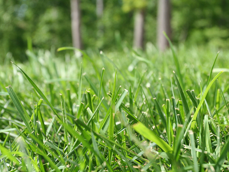 Benefits Of Growing Bermuda Grass Inspect All Services