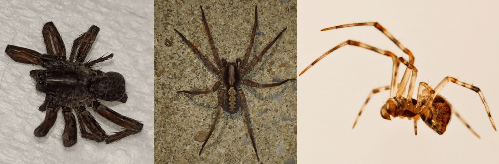 Are House Spiders In Georgia Dangerous?