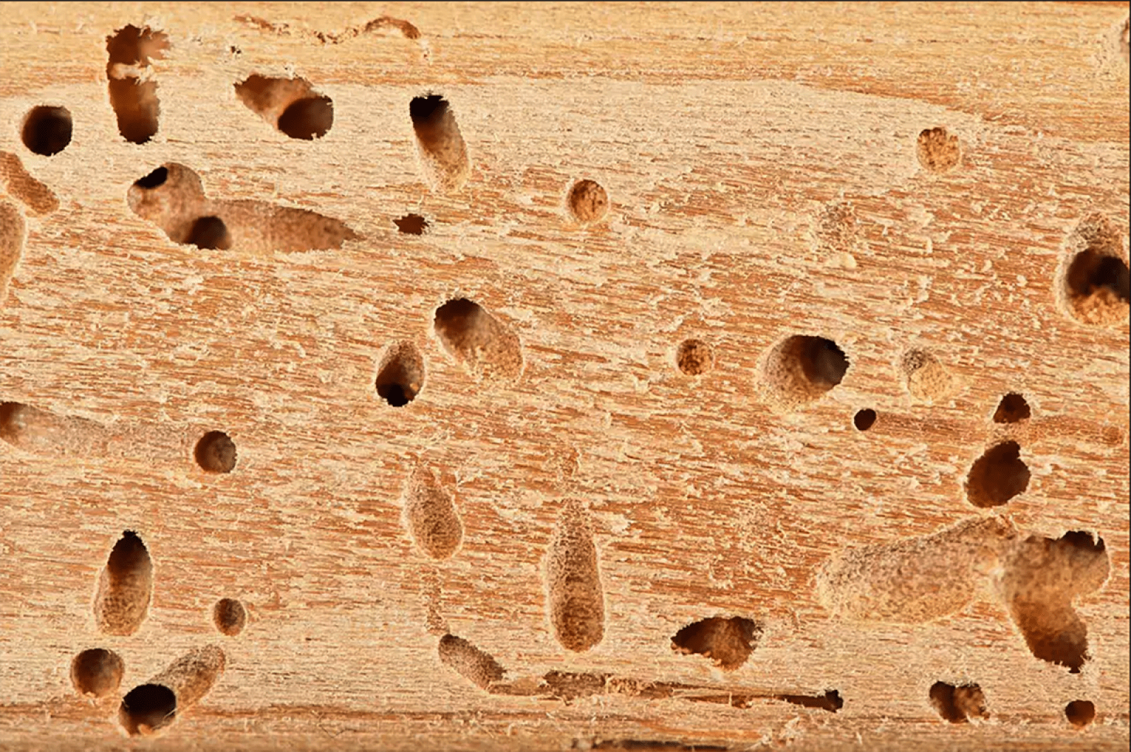 should i buy a house with termite evidence