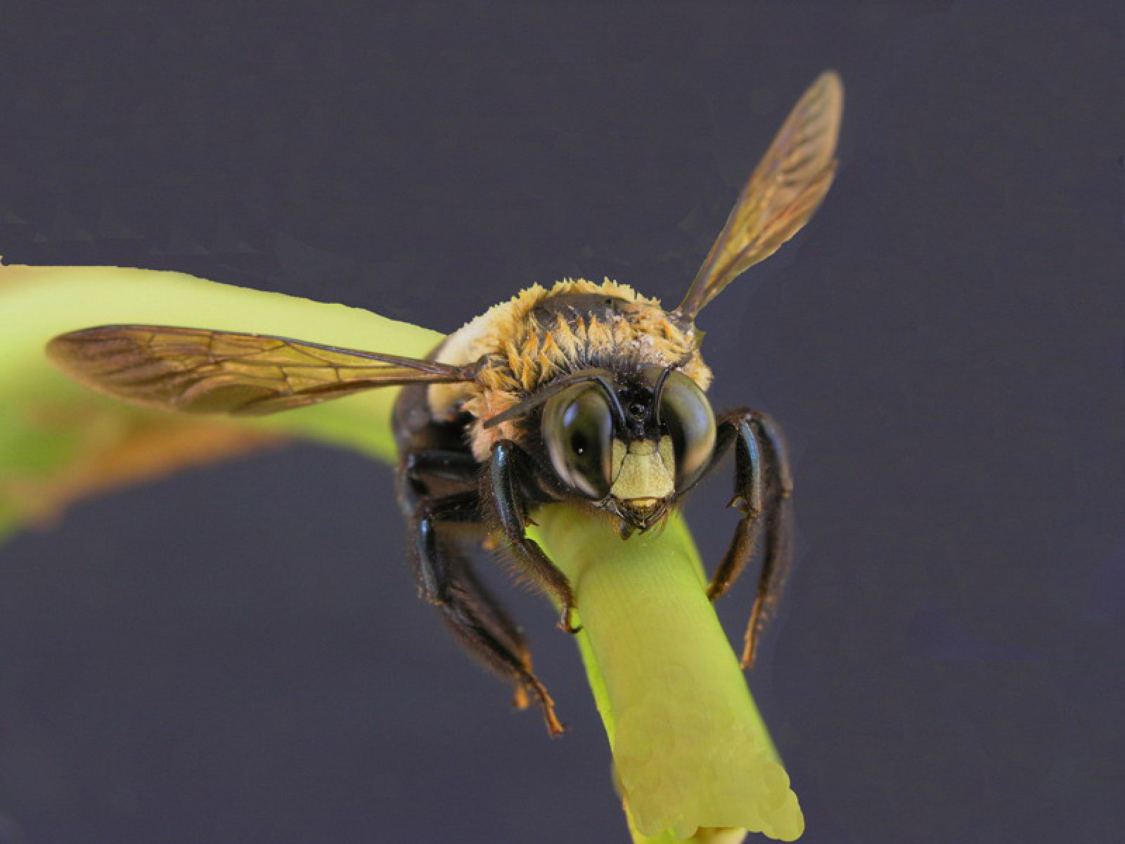 are carpenter bees dangerous to dogs