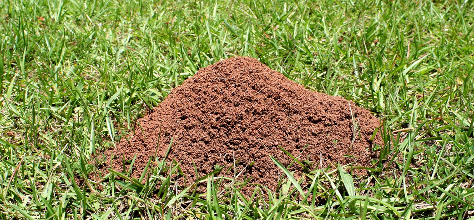 Fire Ant Mound In Yard