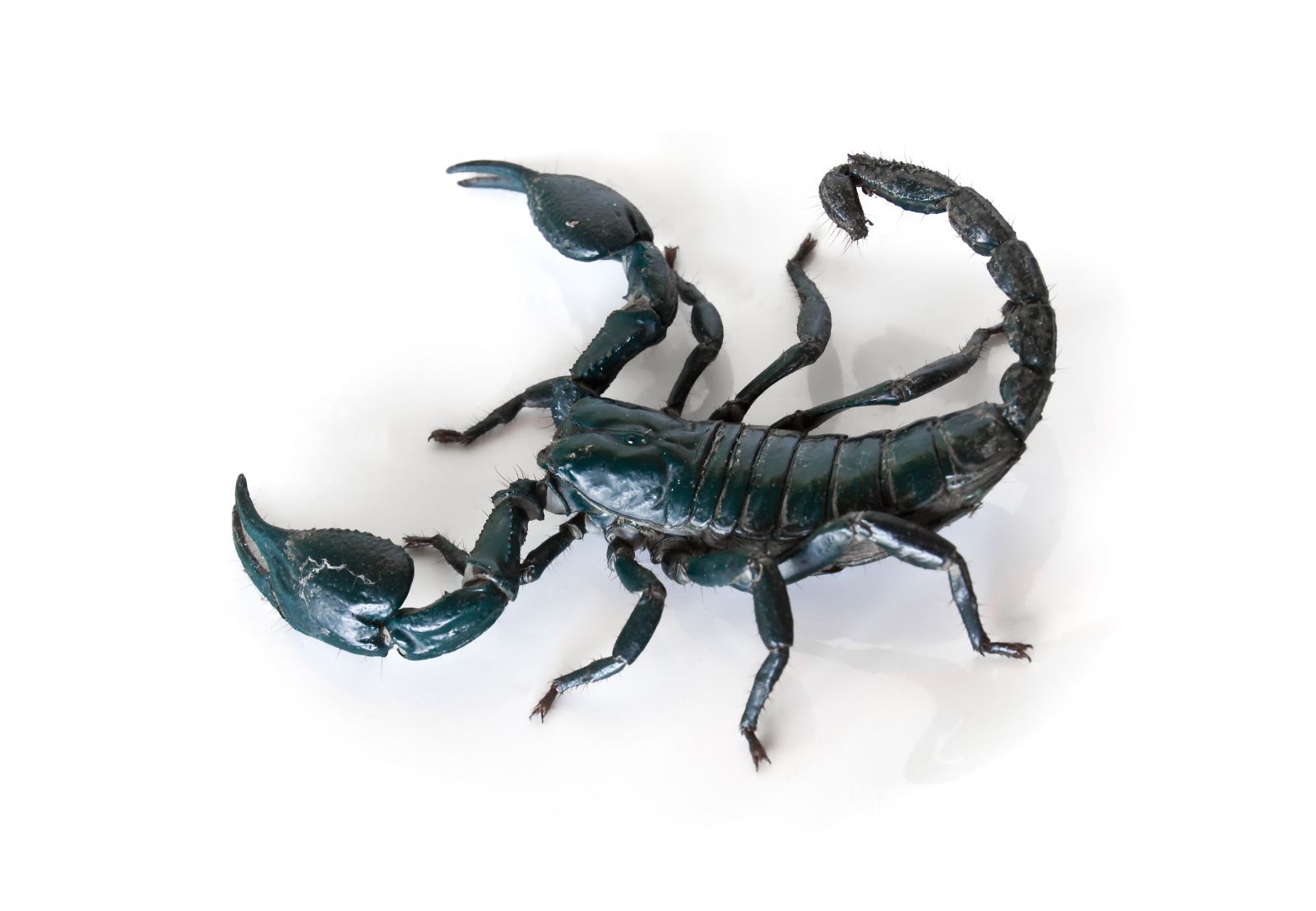 Scorpions in Georgia: Best Ways to Get Rid of Them for Good | Breda Pest  Management