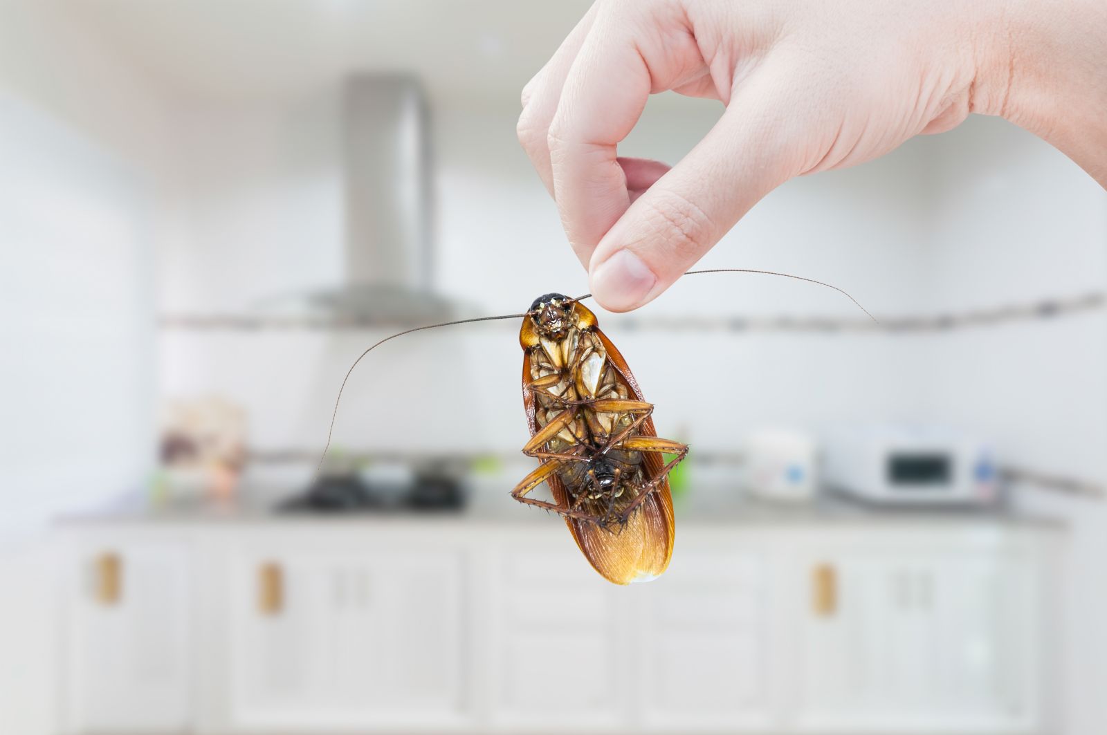 The Diet of a Common Cockroach Breda Pest Management