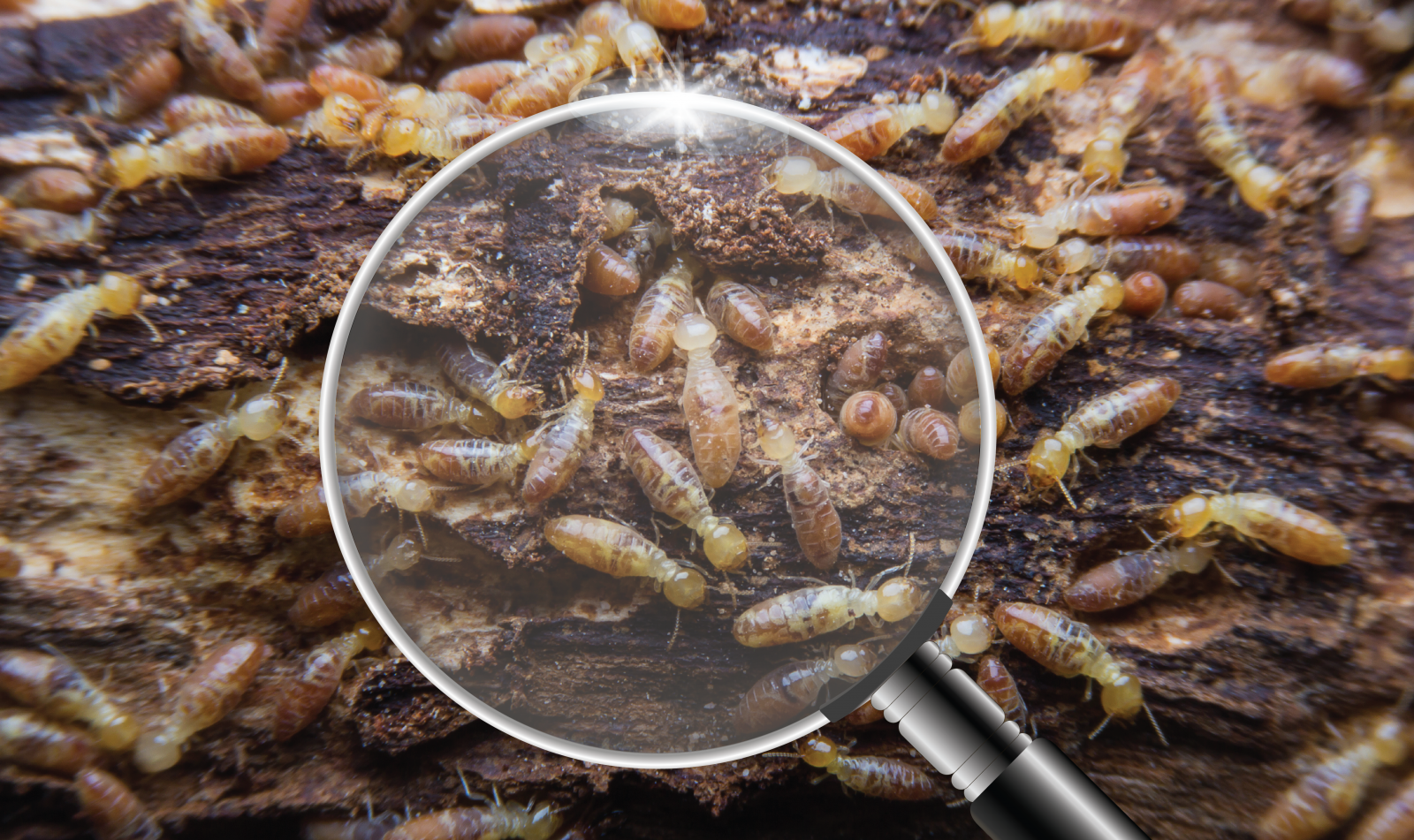 How Long Does a Termite Treatment Last? | Breda Pest ...