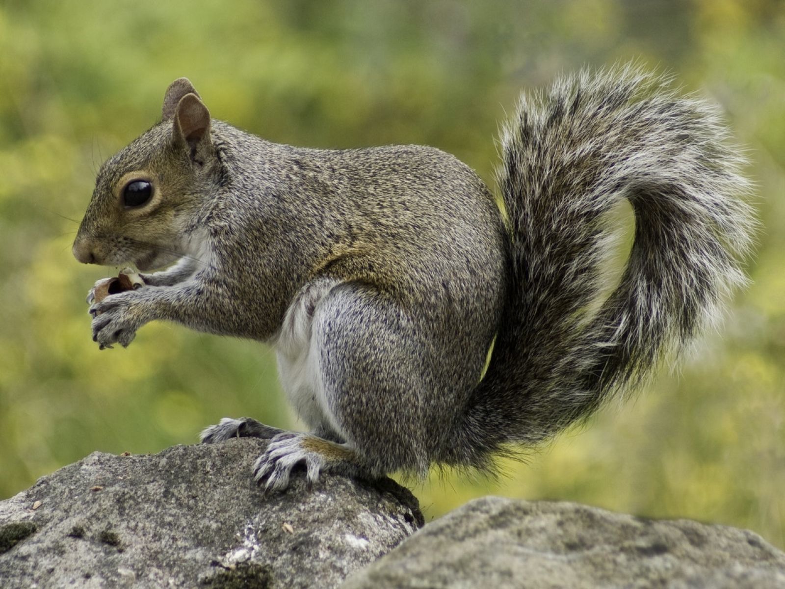 Grey Squirrel Control: Loft Trapping