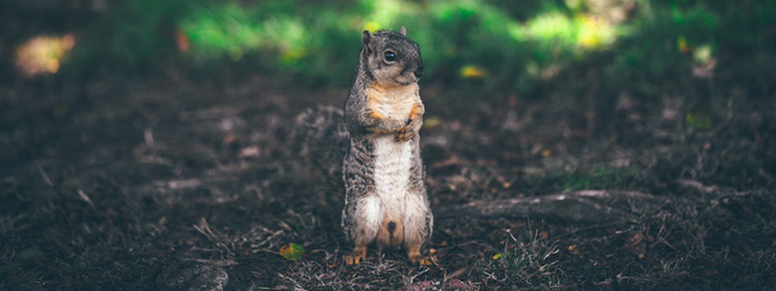 Squirrel Trapping Tips and Techniques