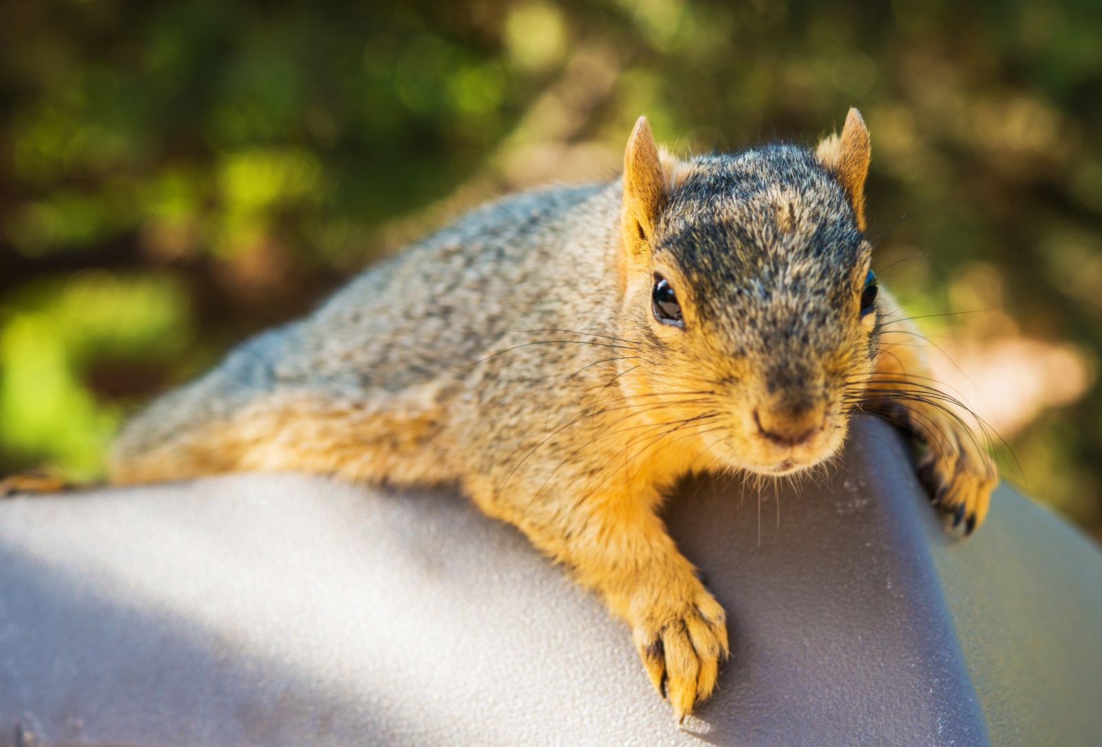 How Are Squirrels Getting Into Your Attic?